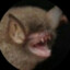 Bahgus