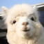 Alpaca