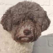 Mr.Wolf - steam id 76561197971532156