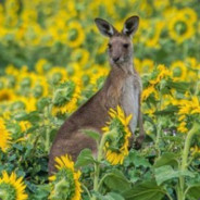 Dr Pepper zero sugar