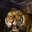Indra the tiger