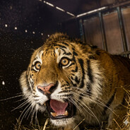 Indra the tiger