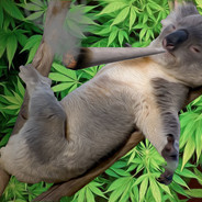 KoalaOnDrugs