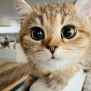 This never gonna end