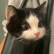 端着菜掉坑里了