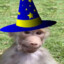 wizardmonkey