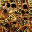31,684,296 angry wasps