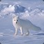 Snowfox