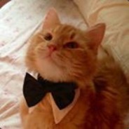 gingerkittylover avatar