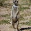 Meerkat