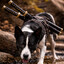 DogWaterJones