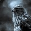 Accipiter™