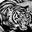 Tigre