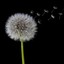 dandelion*