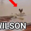 wilson