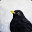 IgiBlackbird