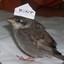 Hat Bird