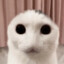 Skeeber Kat
