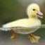 Canard la keh