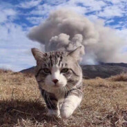 乌鸦报喜不报忧