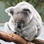 Kool Koala 90.9 Fm