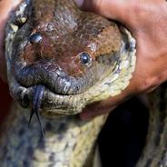 Anaconda