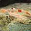 Nephrops tataricus