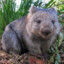 Wombat