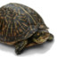 ZeTurtle