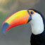 Beak Wyott