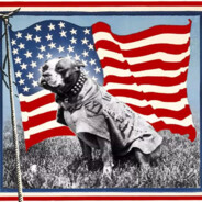 American_Doggo_ avatar