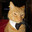 cat with cool bowtie
