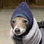 da dawg in a hat