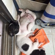 Gold Experience Requiem