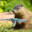 marmot