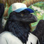 Birb Enjoyer