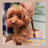 爱吃蛋挞的团子丶