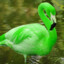 Green-Flamingo