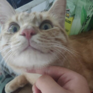 冷漠无情猫大侠