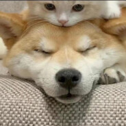 嘴角不好想吃软饭