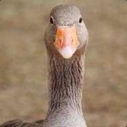Goose