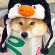 马枪战士 白给小蔡