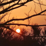 南村群同夸我强有力