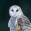 Barnowl