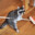 The Broom Raccoon