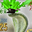 _Lizzard 08