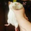 BobosCow