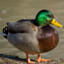 GreatGiverDuck