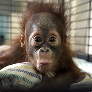 aha aha my love, what is it