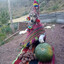Doctor Milagro